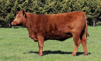 LOT 22 Claremont Red Maggie May
