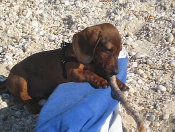 Cooper enjoying the beach and stick
