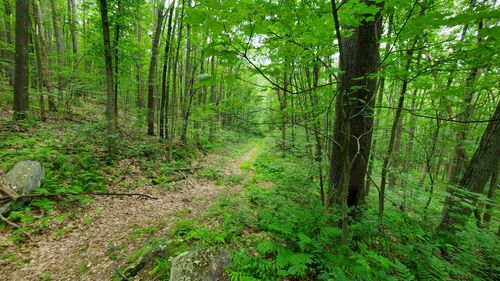 The Virgin Hemlock Forest Inspiration for Robert Eldridge Song