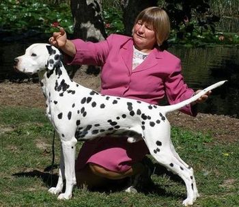 CH Dalmanor In Top Gear (Owner/Breeder: Karen Clayton) (out of BISS CH Stedfast Wait Watch Her). Astin is 3 points off his Champion Title

