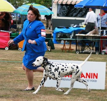 Kane on the move at the 2007 Dalmatian Specialty Champ Show.
