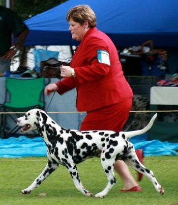 Cole on the move at the 2008 Dalmatian Specialty (aged just over 4years old)
