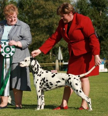 Medo, Reserve Best In Show, Dalmatian Specialty 2008, Judge - Anne Hennigan (Canada)
