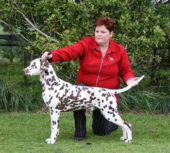 CH Cristabo Xmas Cracka (litter brother to C.Mistletoe Kiss) out of Juno (CH Cristabo Star Attraxion)
