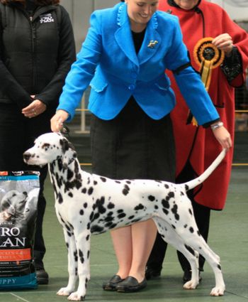 Medo shown winning Best Puppy In Show (2007). She won back to back Puppy in Show awards that weekend.
