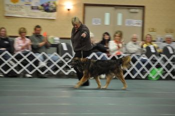 Rocket our Meagle and I at the 2012 MCOA National in 'Senior" handling we were runner up...:-) Just look him go at 12 1/2 years old....:-)

