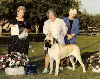 Ch.Lamars JJ Wilder C.G.C. Brandon son MCOA Hall of Fame member sire to many of my Champs. A True asset to our Breed JJ lived to one month shy of 13 Y.O.
