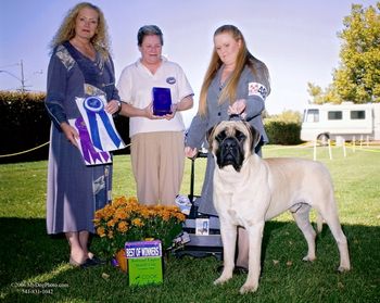 New Champion Telstars Man of the Hour Bred and owned by Keith Zucca Sire: Ch.Lamars Claudius Optimus Dam: Lamars dazzling Diamond. Handled by Kelly Hackler
