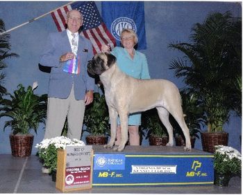 New Champion ! D.G. "Boshars Going the Distance" Jimmy & Rhonda puppy Owned by SHeila Austin & Sharon Detamore. Bred by Sharon and Me..
