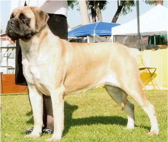 GCH. Lamars Livin La Vida Loca of Southport. a few of Vivala's accomplishments to date Finished at 8 months old UNDEATED going BOB over 5 top ranked Specials from the 6-9 pup class. Grand Sweepstakes winner at 10 mo 2009 MCOA Spec. 1st Runner up in the Tournament of Champions at 10 months old 2009. BOS at the Eukanuba in 2009 2nd award of Excellence Euk 2010 tied for 2nd runner up in Tournament in 2010. MCOA Collar Award winner for most BOS points 2010. There is so much more to this girl but room is limited..:-)
