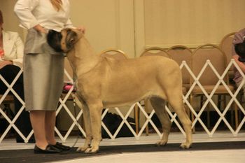 Shirley Cha Cha 19 months old 1st open bitch class 2010 MCOASpecialty
