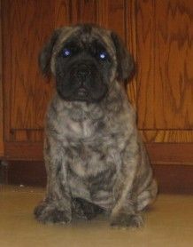 Introducing "Tater" Devincourts Couch Potato bred & owned by Tina Clements of Ohio. Jimmy X Savvanh. 9 weeks old.
