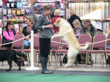 IPLRC Specialty 2011 - Travel the World Dog Show
