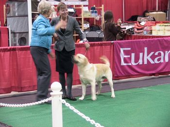 IPLRC Specialty 2011 - Travel the World Dog Show
