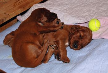 18 days old today.  I tried to get them to wake up for pictures but they were all sacked out hard!
