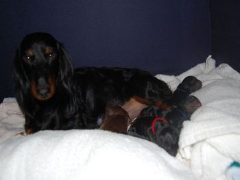 Mom and the gang. Pups are doing much better today. 11/7/09
