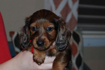 Red boy at 6 weeks.
