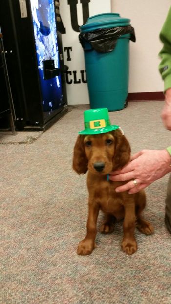 Here is Brohgan (teal boy) on St. Paddy's day.  Owner: Peggy Behrens, Rapid City, SD. March 2015
