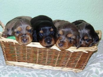 Jersey and her 3 brothers. She is the 3rd from the left.
