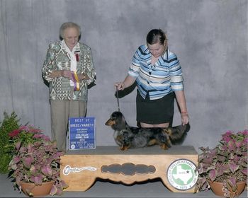 Baxter winning a huge Best of Breed in Texas with Shea. He finished his grand championship with this win. Summer 2012
