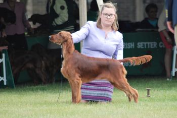 River at the Irish Setter National - she won the class of 22!!!

