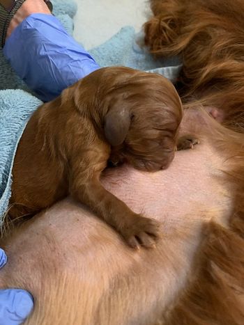 First puppy born - red boy!  Started nursing immediately!
