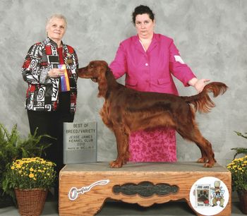 "Ripley" Galewinns Four of a Kind Ripley's Believe It Or Not Owners: John & Dalenita Arnold Missouri Shown here winning her first two points at 11 months old.
