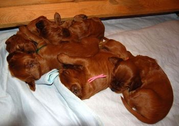 Look - the puppies are "spooning" each other! lol
