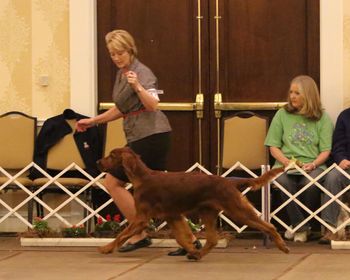 Brewin winning the 6-9 mo puppy class at the Irish Setter National in Georgia. April 2015
