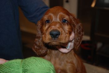 7 weeks old - head shot.
