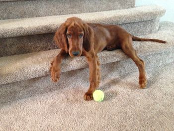 Bailey loves his tennis ball!
