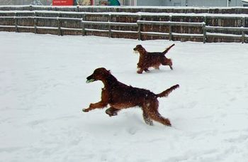 Bode playing in the snow (he is the one in front - Bagger is in the back). 12/23/09
