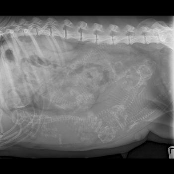 Xray done on Cordie showing eith puppies.

