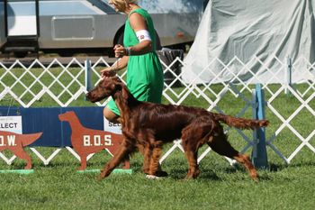 Rugby on the move at his very first show.  Thanks to Nancy Owens for helping me by showing him!
