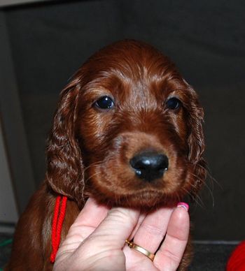 Red boy at 5 wks old.
