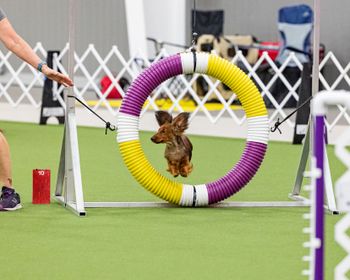 Mooch running agility at the DCA National - this was her first time ever in the ring and she qualified!!

