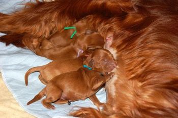 The puppies are all nursing great!
