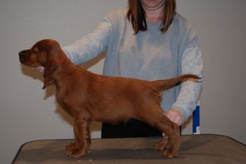 Red boy at 8 weeks old.
