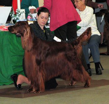 Shea & Bagger in New Jersey at the Irish Setter Specialty in Feb. 2009. She won her class all 3 days!
