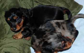 The puppies are 5 weeks old today. Hard to believe!
