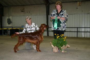 Blaise winning "Best Puppy" at the Irish Setter Club of Colorado Specialty. Her brother, Pierce, went Best In Sweeps and Blaise was Best Opposite - not a bad day!! Thanks to breeder judge, Jean Johnson.
