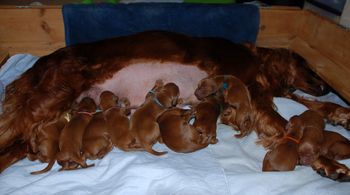 All the puppies are nursing great and all have gained weight today.
