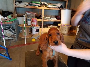 Blue boy at 8 weeks.
