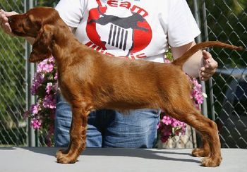 "Sage" (Sage colored collar - girl) Huntersglen Galewinns My Beloved Owners: Kim Kleinschmidt Sheboygan, WI 12 weeks old
