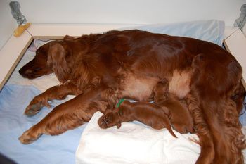 Blaise with the puppies at 5 days old.
