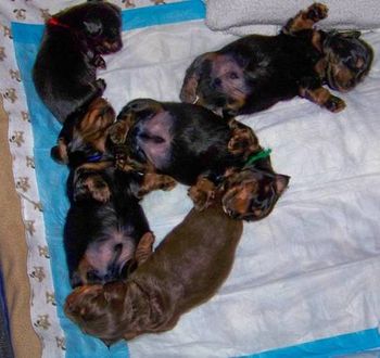 Pups are 3 weeks old today and doing great. Sleeping upside down just like their mother!! 11/27/09
