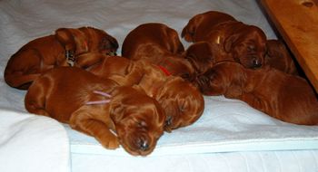 Six days old today - look how big they are getting! 10/9/11
