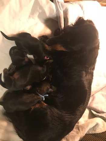Caper and her babies at 3 days old.
