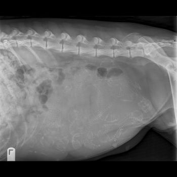 Deni's xray done on 3/11/17 - shows what we think is 11 puppies!
