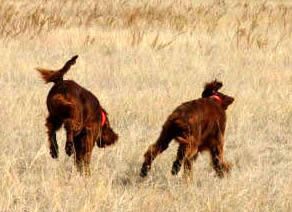 Margaux and Bode running in the field after the training - this is the best part of the day!!
